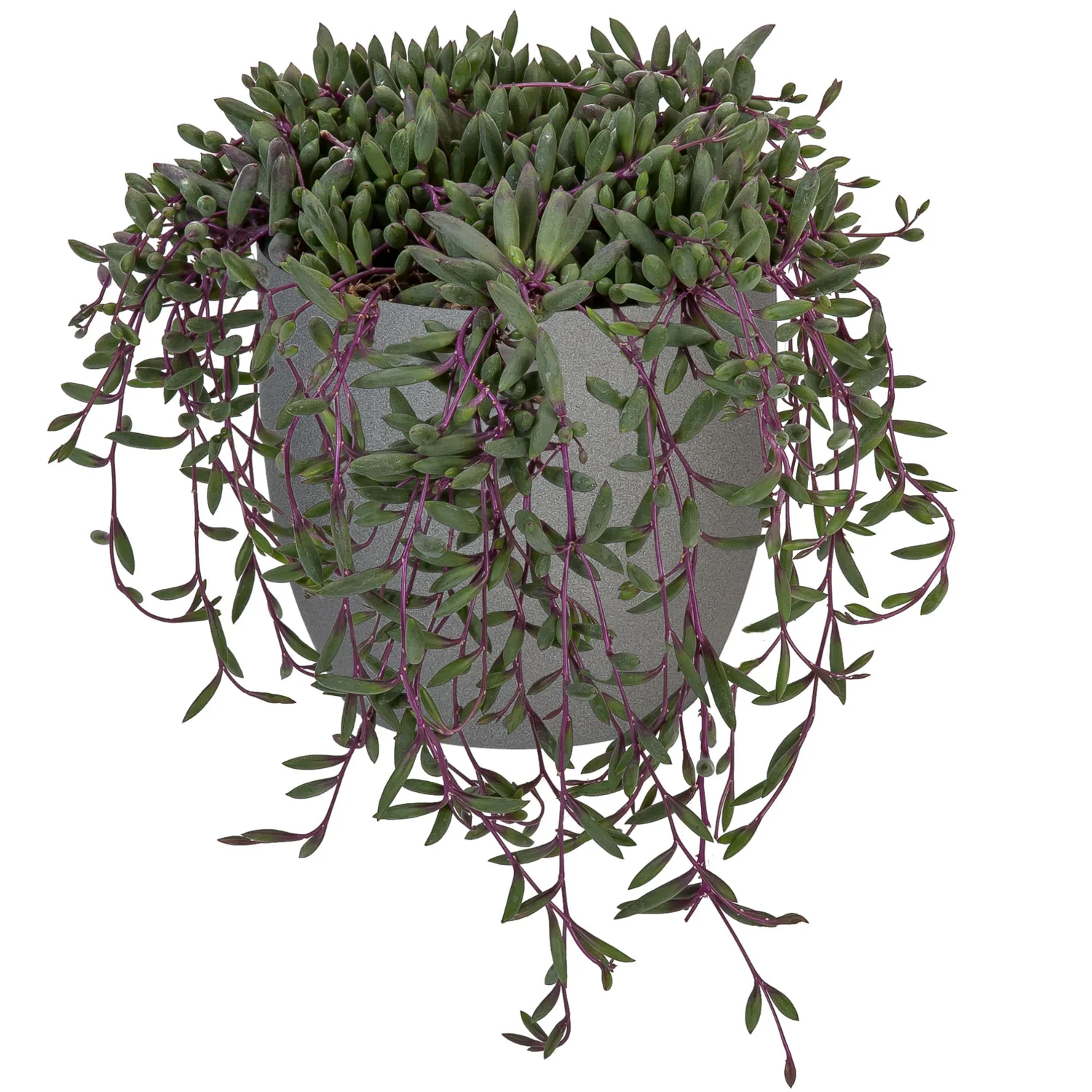 Senecio Ruby Necklace - Othonna capensi – Image 2