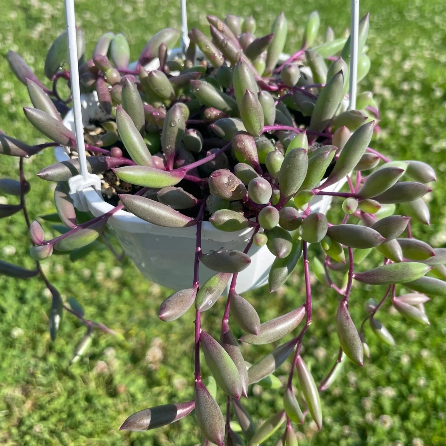 Senecio Ruby Necklace - Othonna capensi