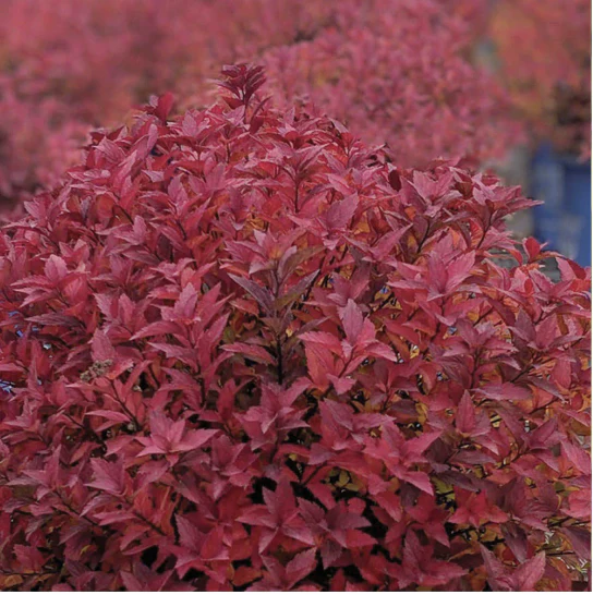 Spirée Poprocks Rainbow Fizz - Spiraea japonica 'Matgold' – Image 2