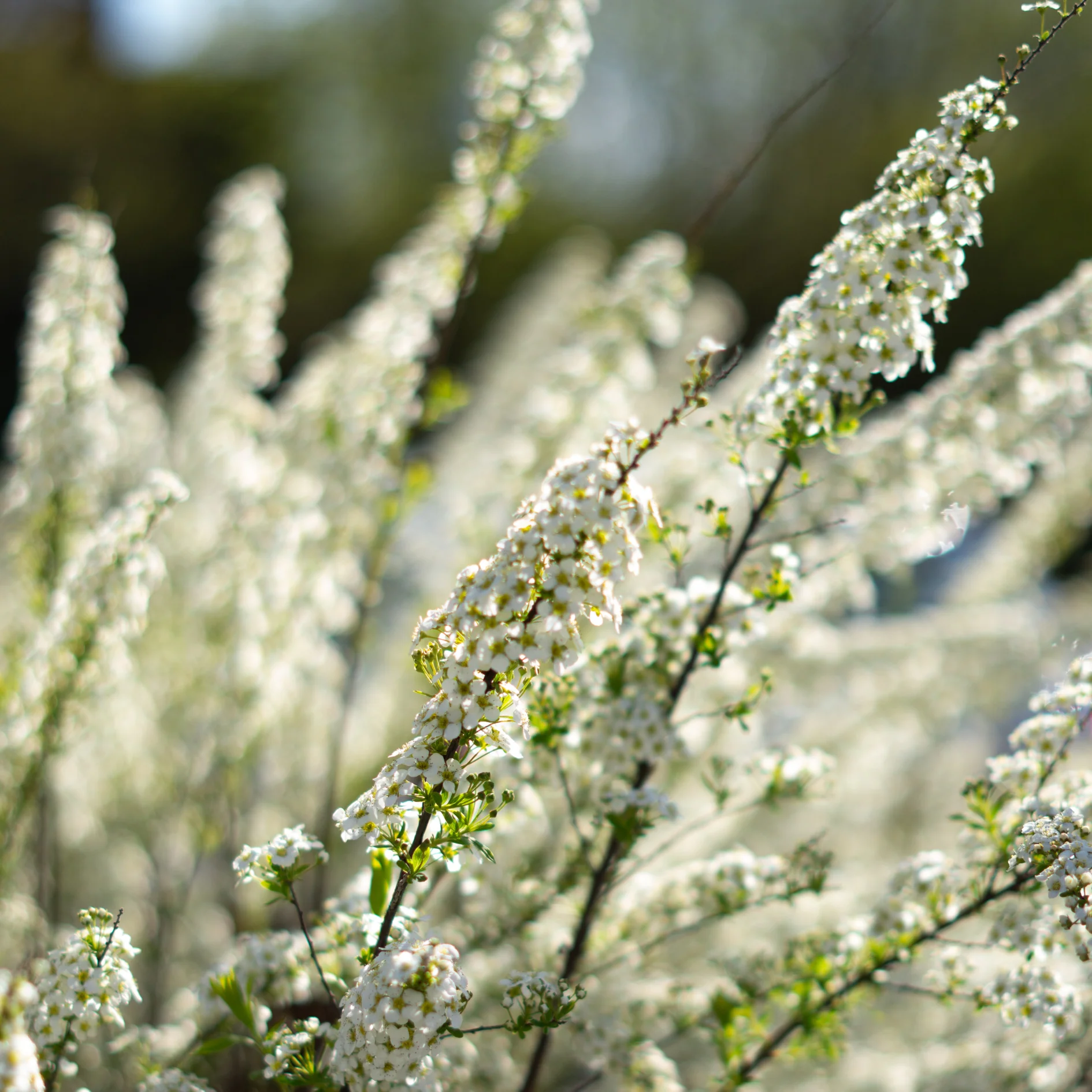 Spirée Snowmound - Spiraea nipponica 'Snowmound'