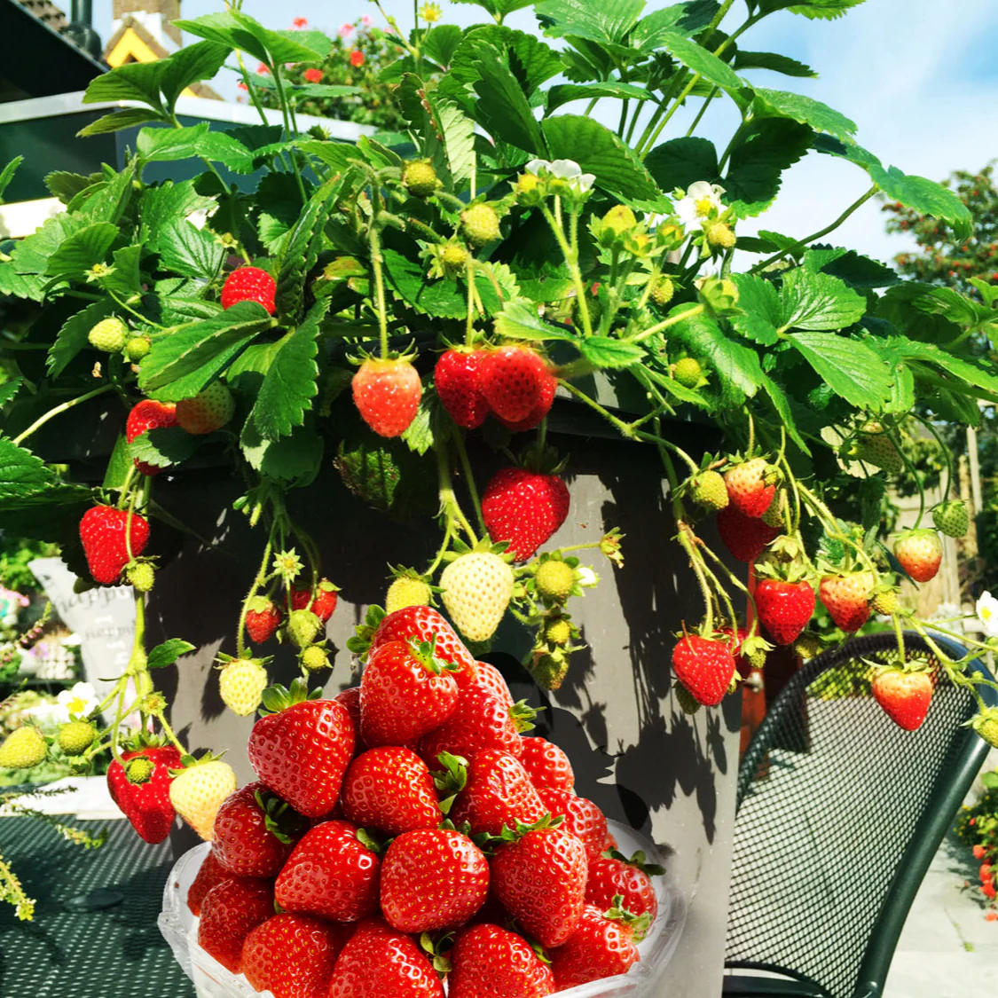 Fraise fraisier fleur blanche Delizz - Fragaria 'Delizz'