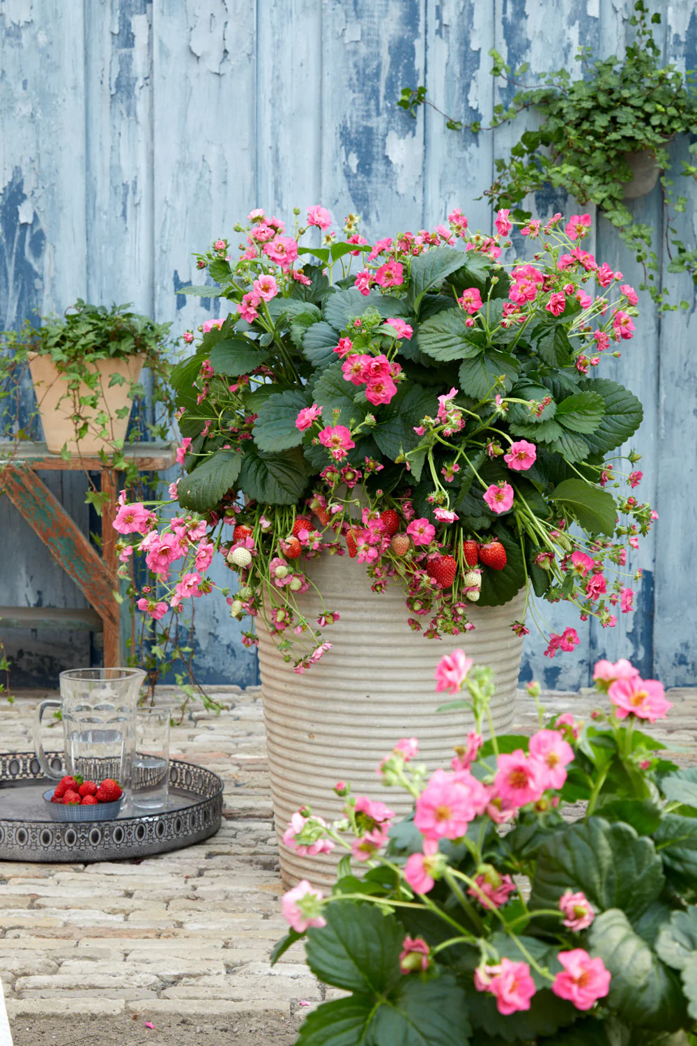 Fraise fraisier fleur rose foncé semi-double Summer Breeze Cherry - Fragaria 'Summer Breeze Cherry' – Image 2