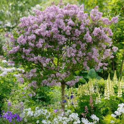 Lilas Palibin - Syringa meyeri 'Palibin'