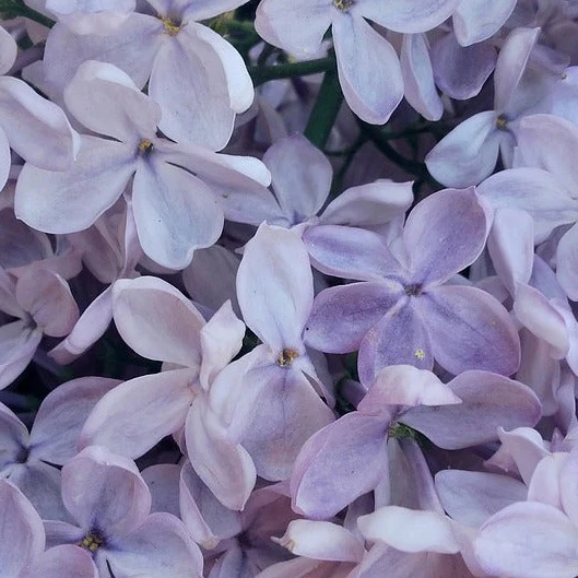 Lilas français Moondust - Syringa vulgaris 'Moondust'