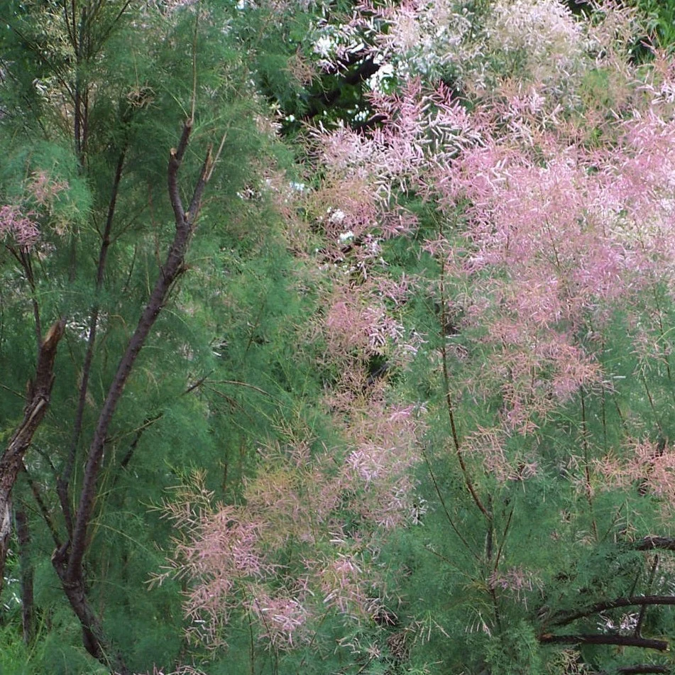 Tamarix Pink Cascade - Tamarix ramosissima 'Pink Cascade'