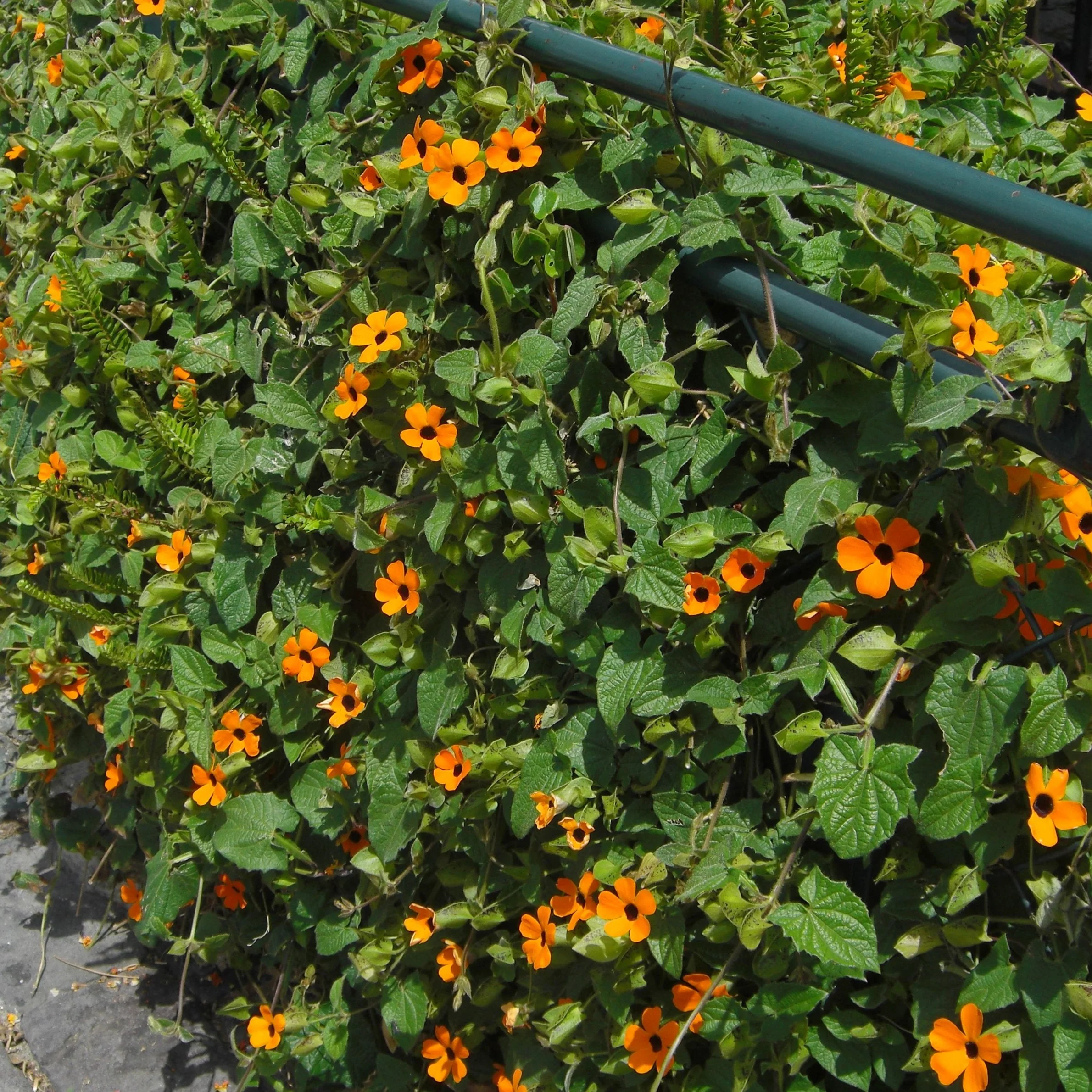 Suzanne orange aux yeux noirs - Thunbergia alata 'Suzie Mix'