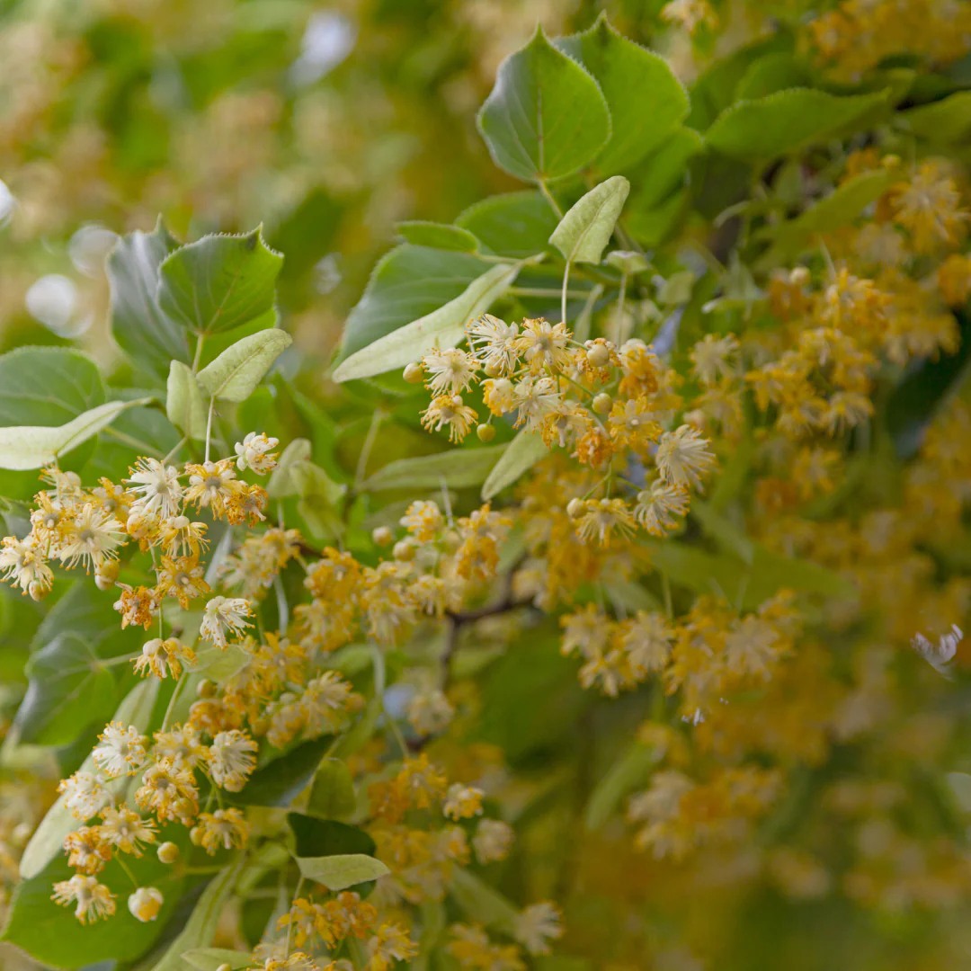 Tilleul à petites feuilles - Tilia cordata 'Greenspire'