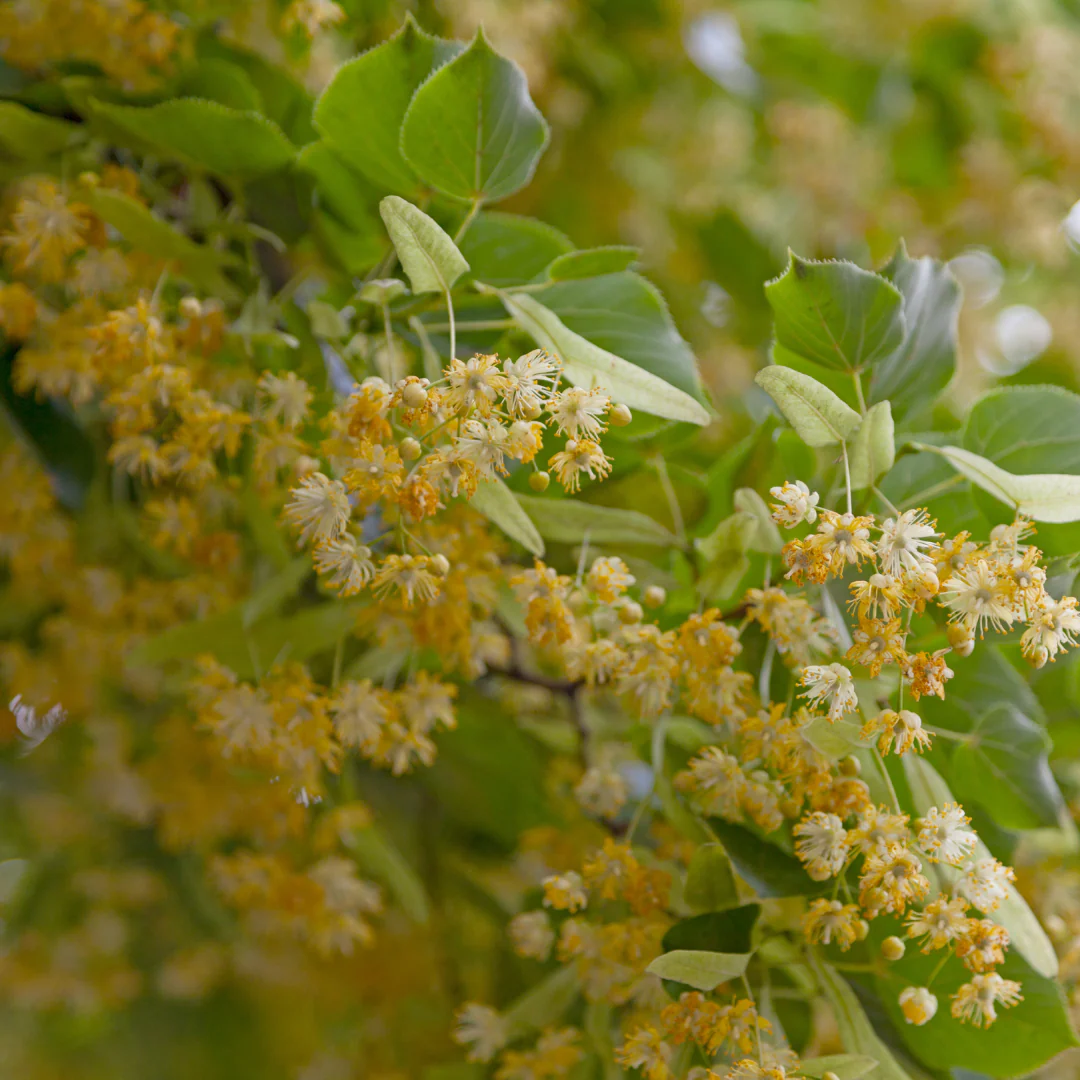 Tilleul à petites feuilles Corinthian- Tilia cordata 'Corinthian'