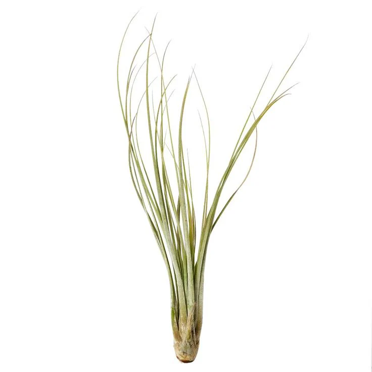 Tillandsia - Tillandsia mixte – Image 2