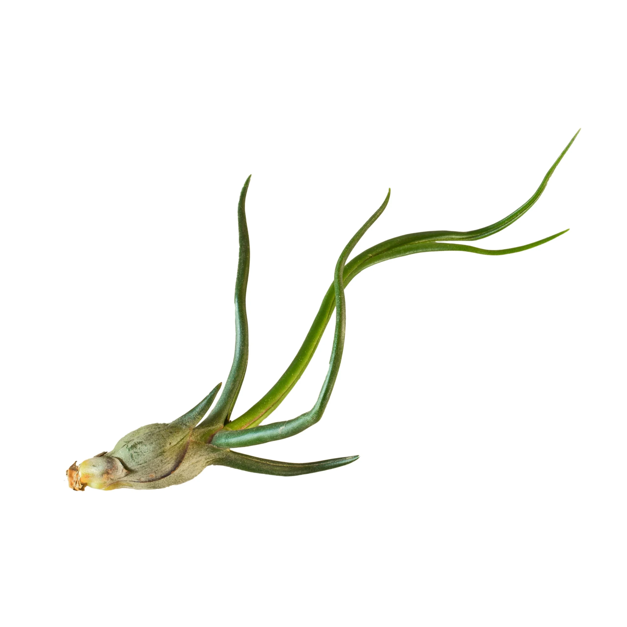 Tillandsia - Tillandsia mixte – Image 5