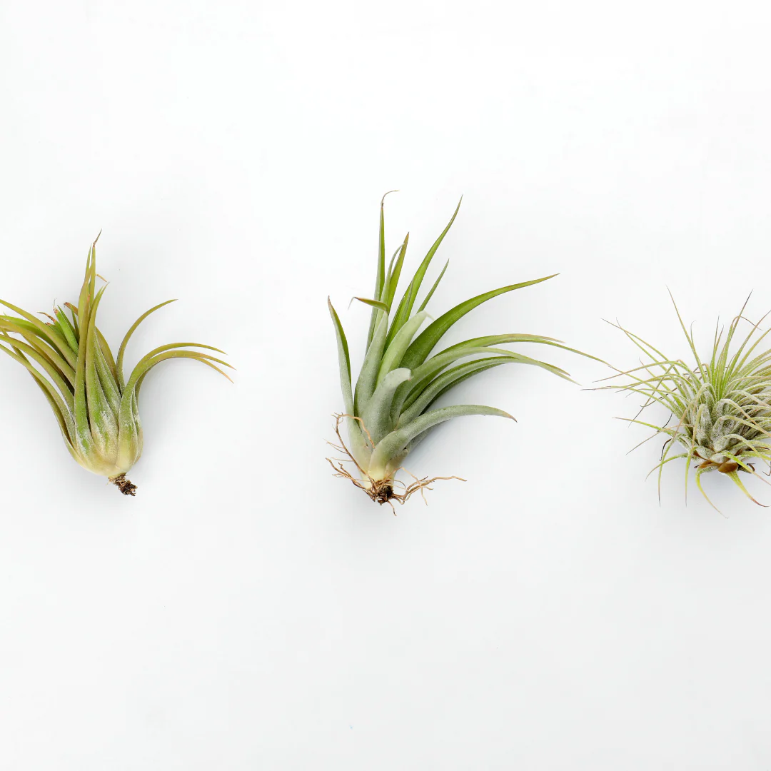 Tillandsia - Tillandsia mixte – Image 4