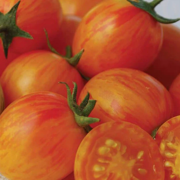 Tomate cerise Sunrise Bumble bee (plant BIO)