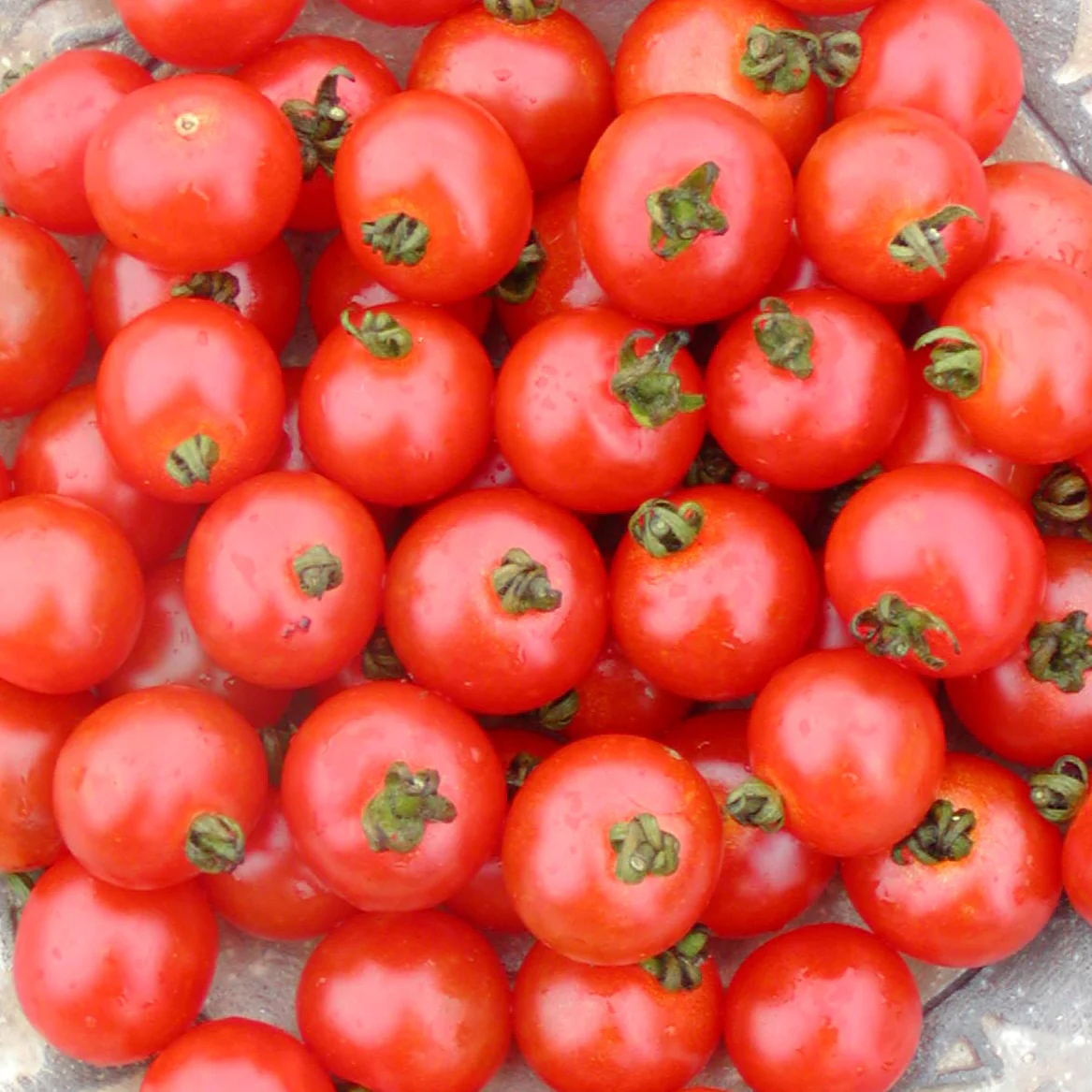 Tomate cerise Sub-Arctic Bio (semences)