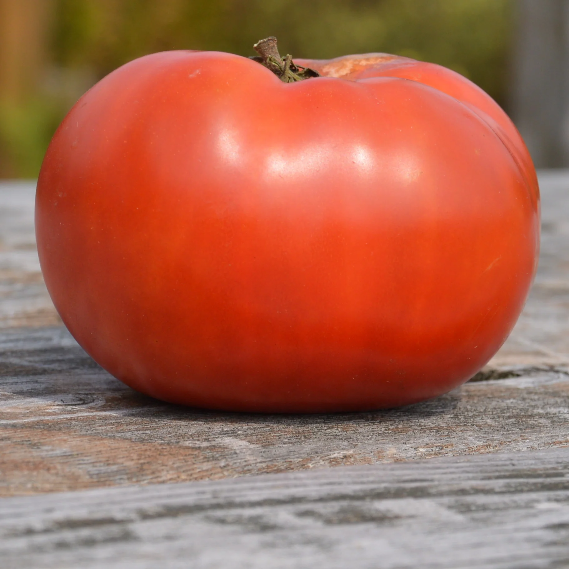 Tomate standard Rose de Berne Bio (semences)