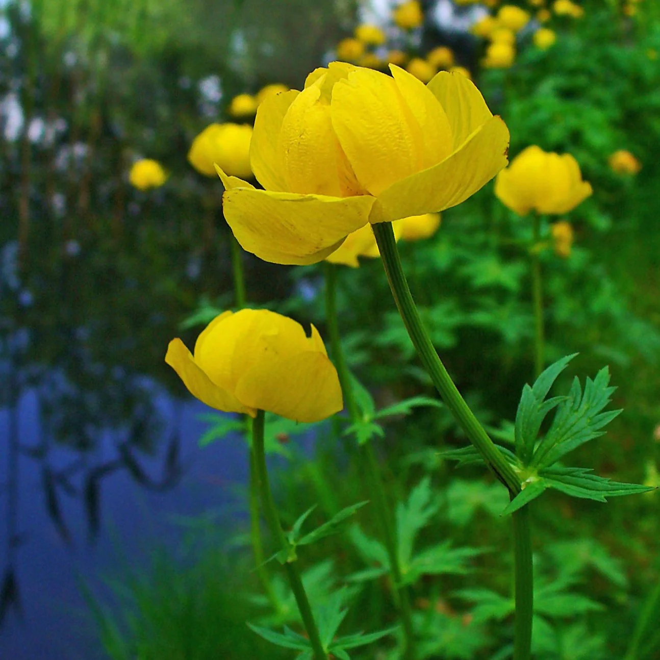 Trolle européen - Trollius europaeus