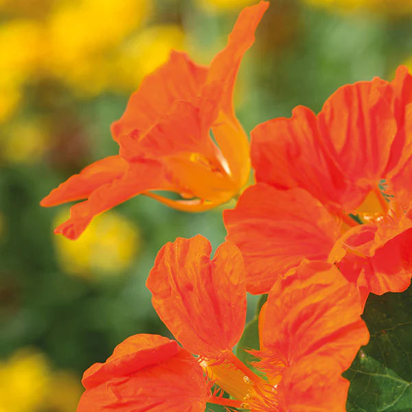 Capucine 'Whirlybird' - Tropaeolum majus 'Whirlybird' (plant BIO)