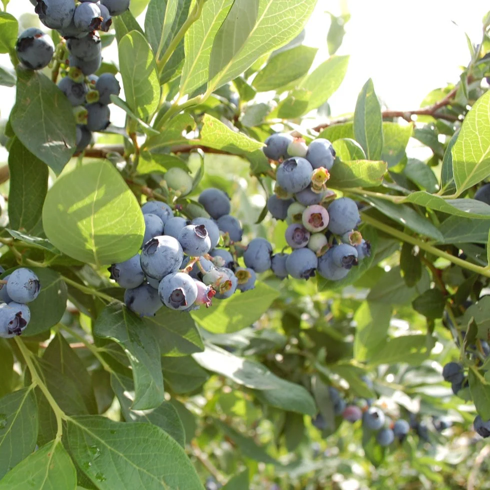 Bleuet géant Patriot - Vaccinium corymbosum 'Patriot'