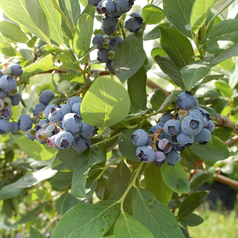 Bleuet géant Chippewa - Vaccinium corymbosum 'Chippewa'