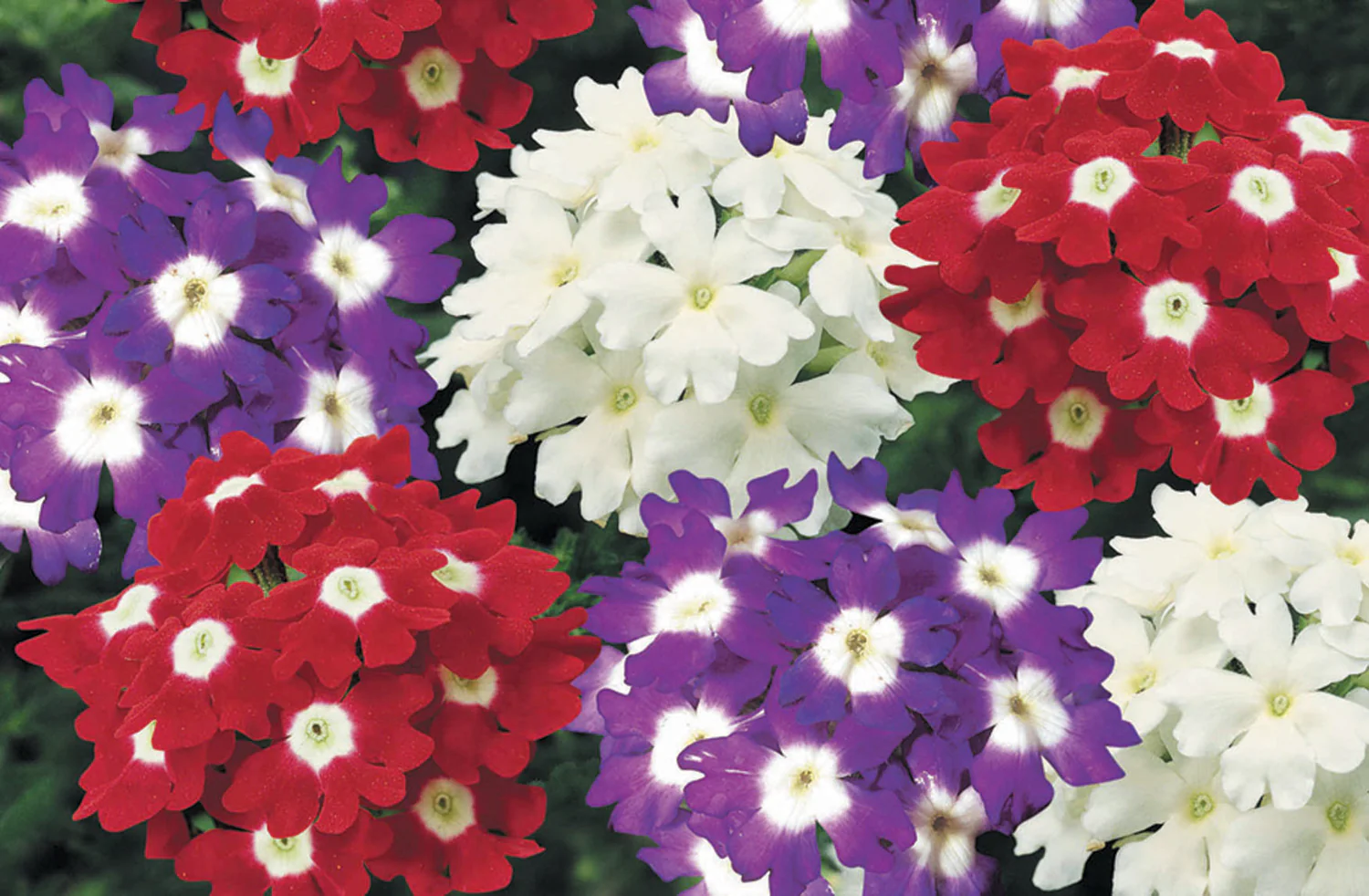 Verveine cascade - Verbena 'Obsession' – Image 4