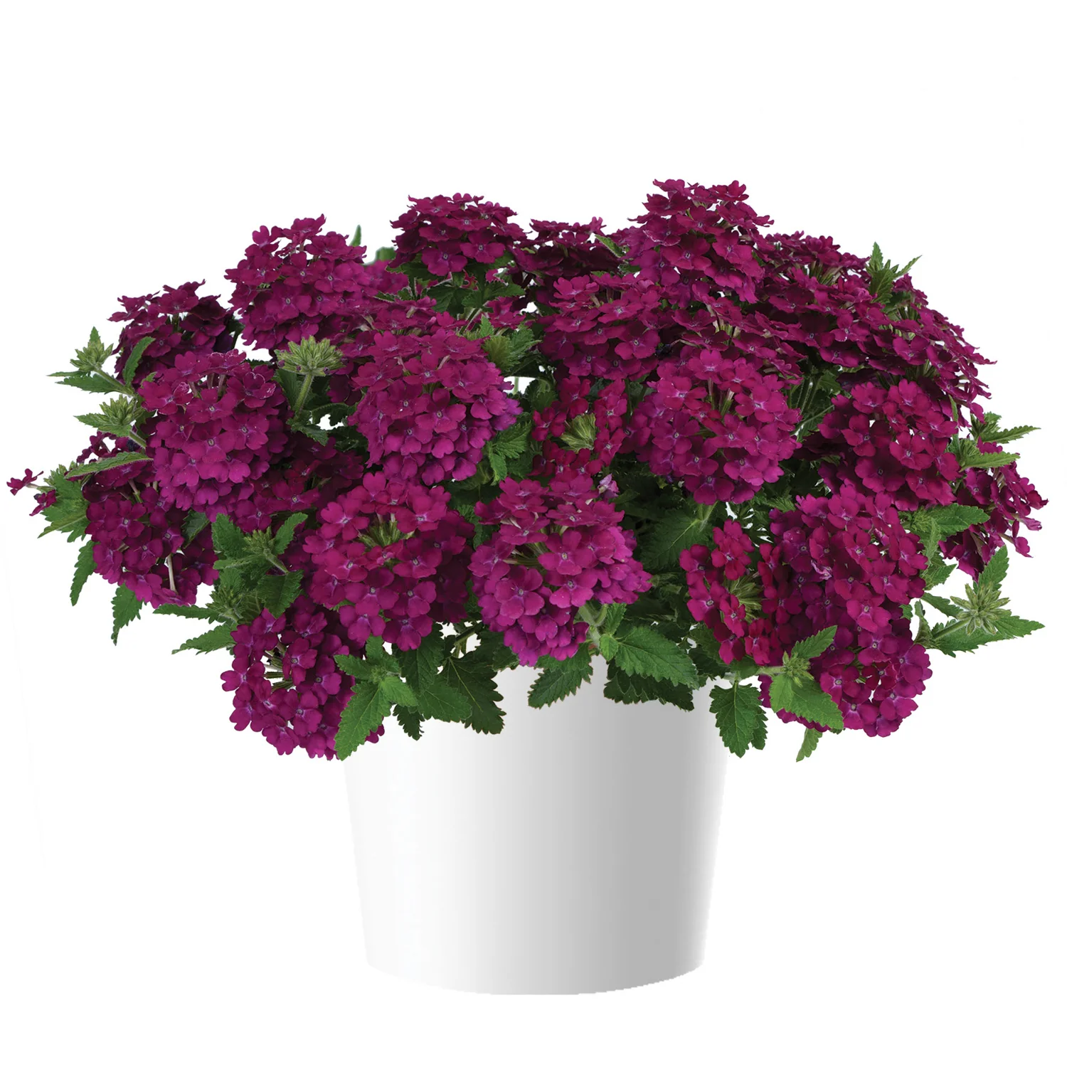 Verveine cascade - Verbena 'Obsession' – Image 5