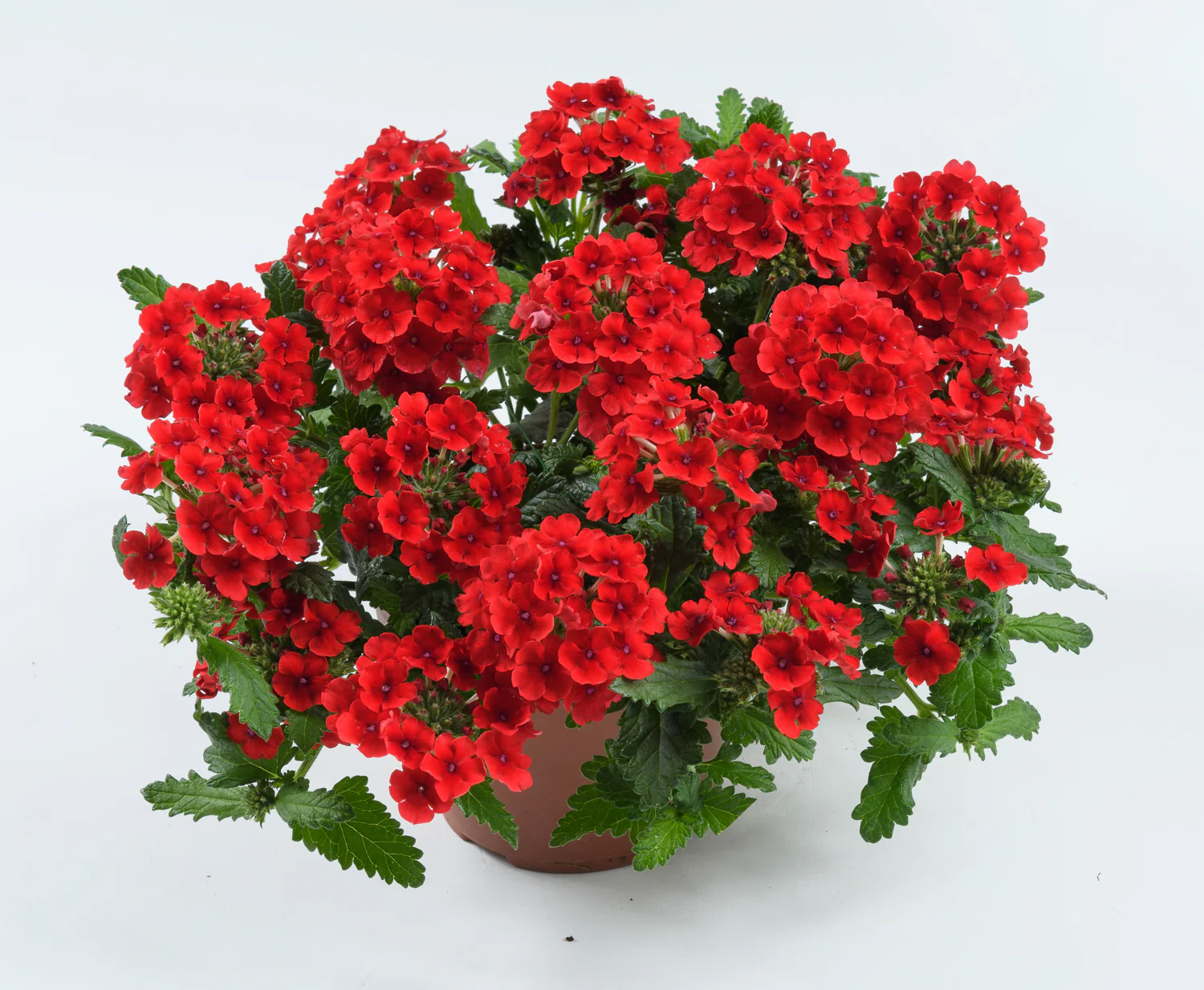 Verveine cascade - Verbena 'Obsession' – Image 6