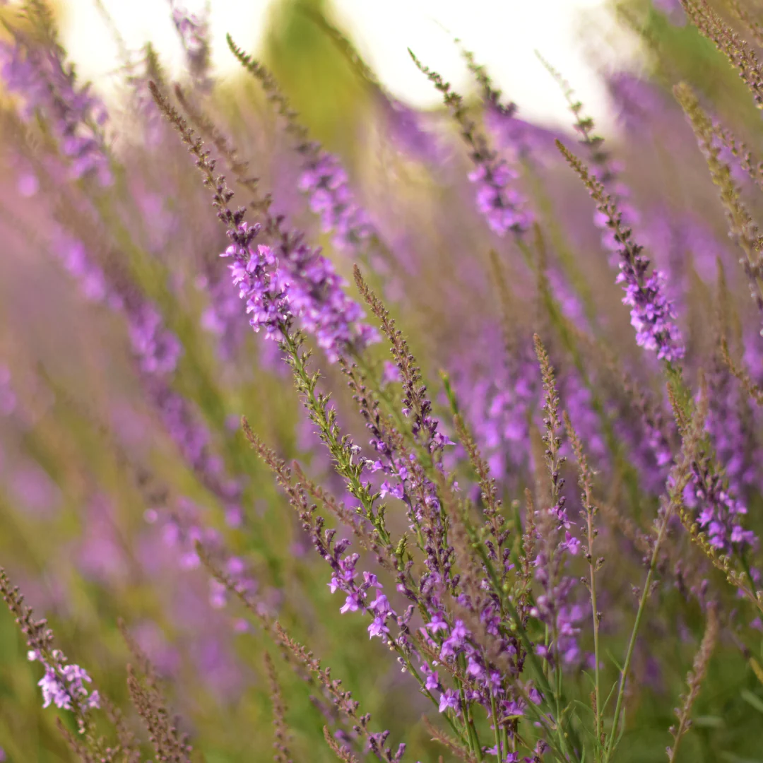 Verveine bleue - Verbena hastata
