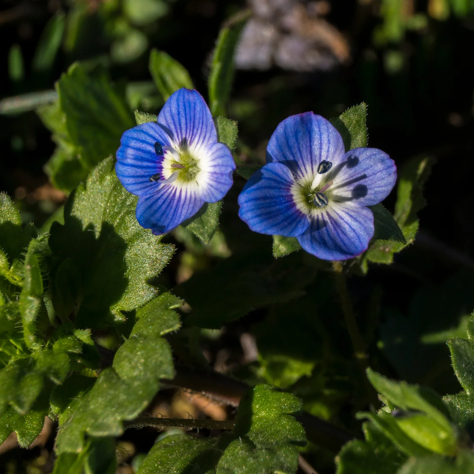 Véronique - Veronica repens