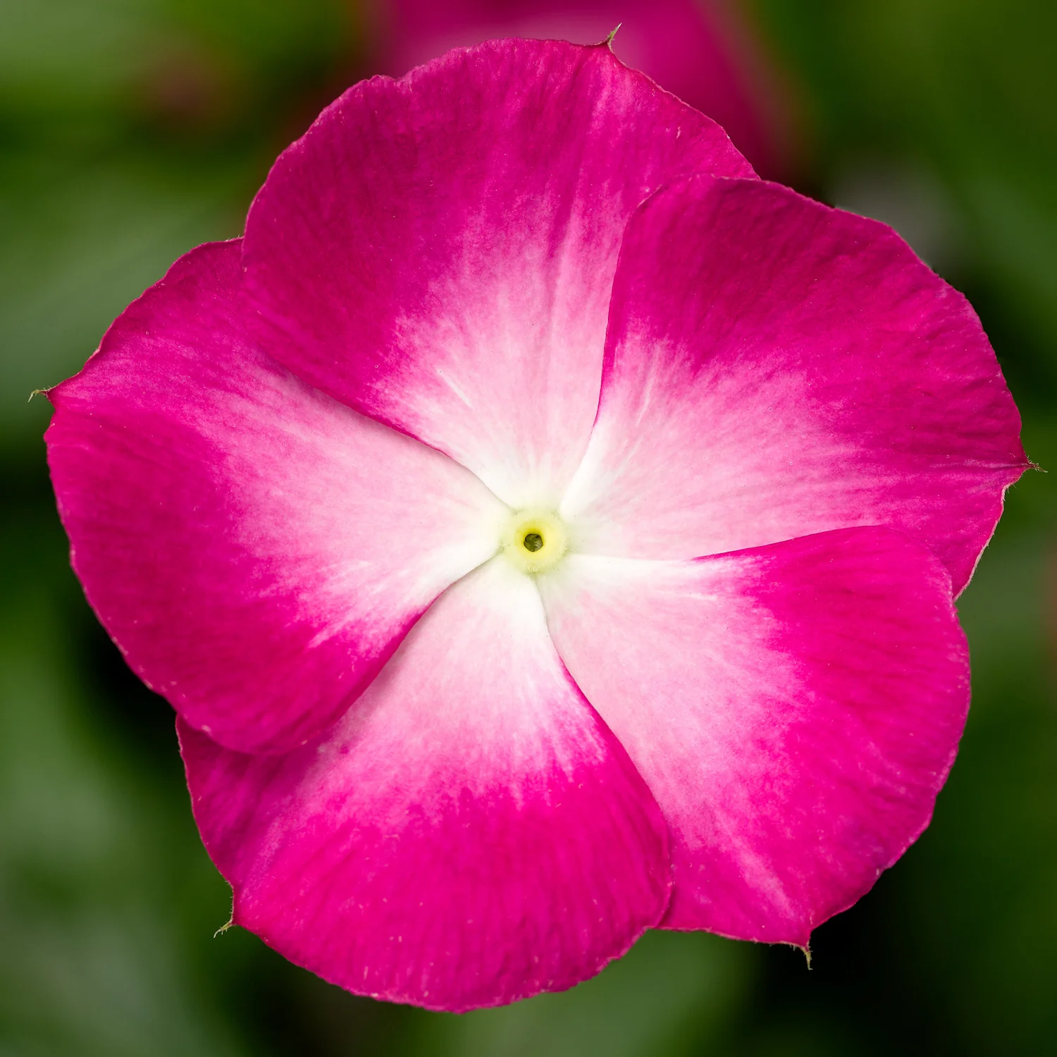 Pervenche Magenta Halo - Vinca Magenta Halo