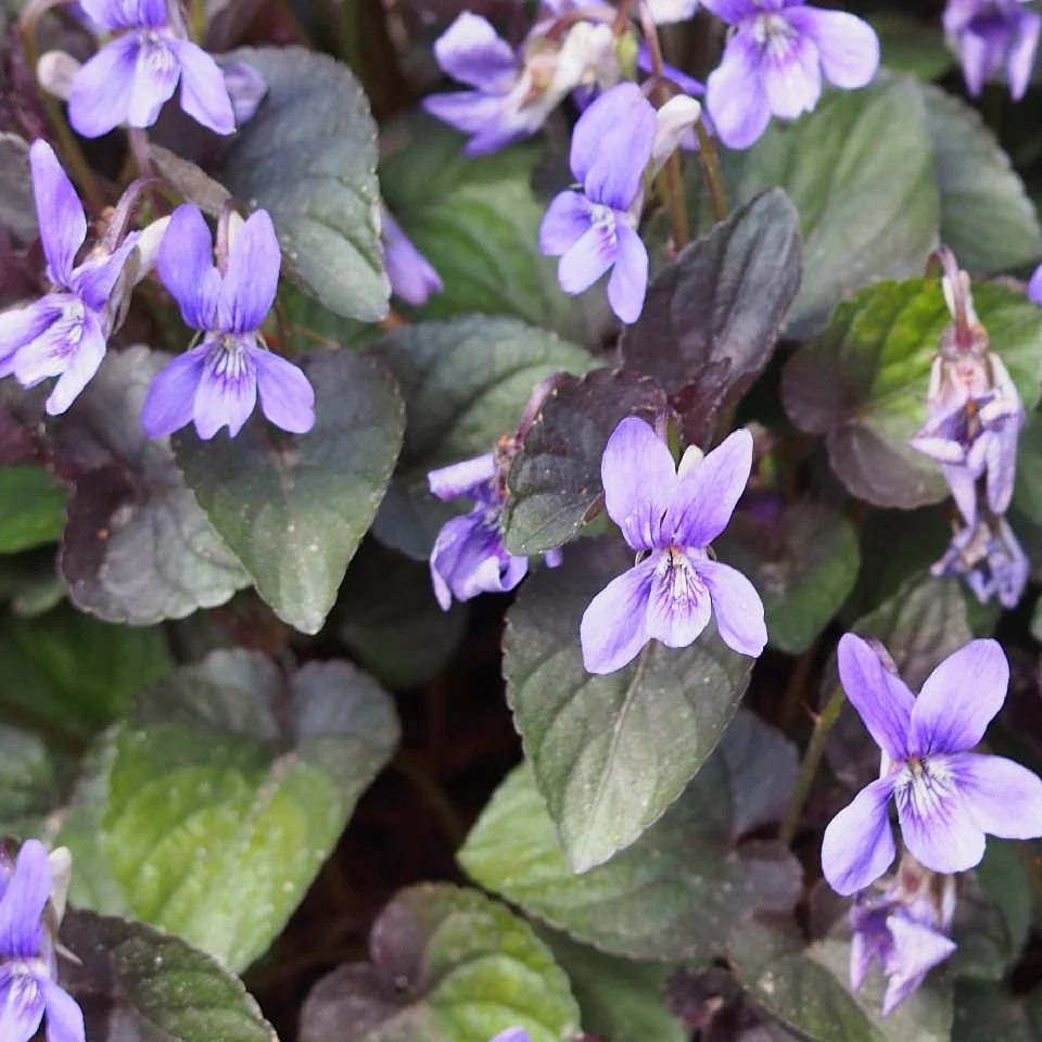 Viola Purpurea - Viola labradorica 'Purpurea'