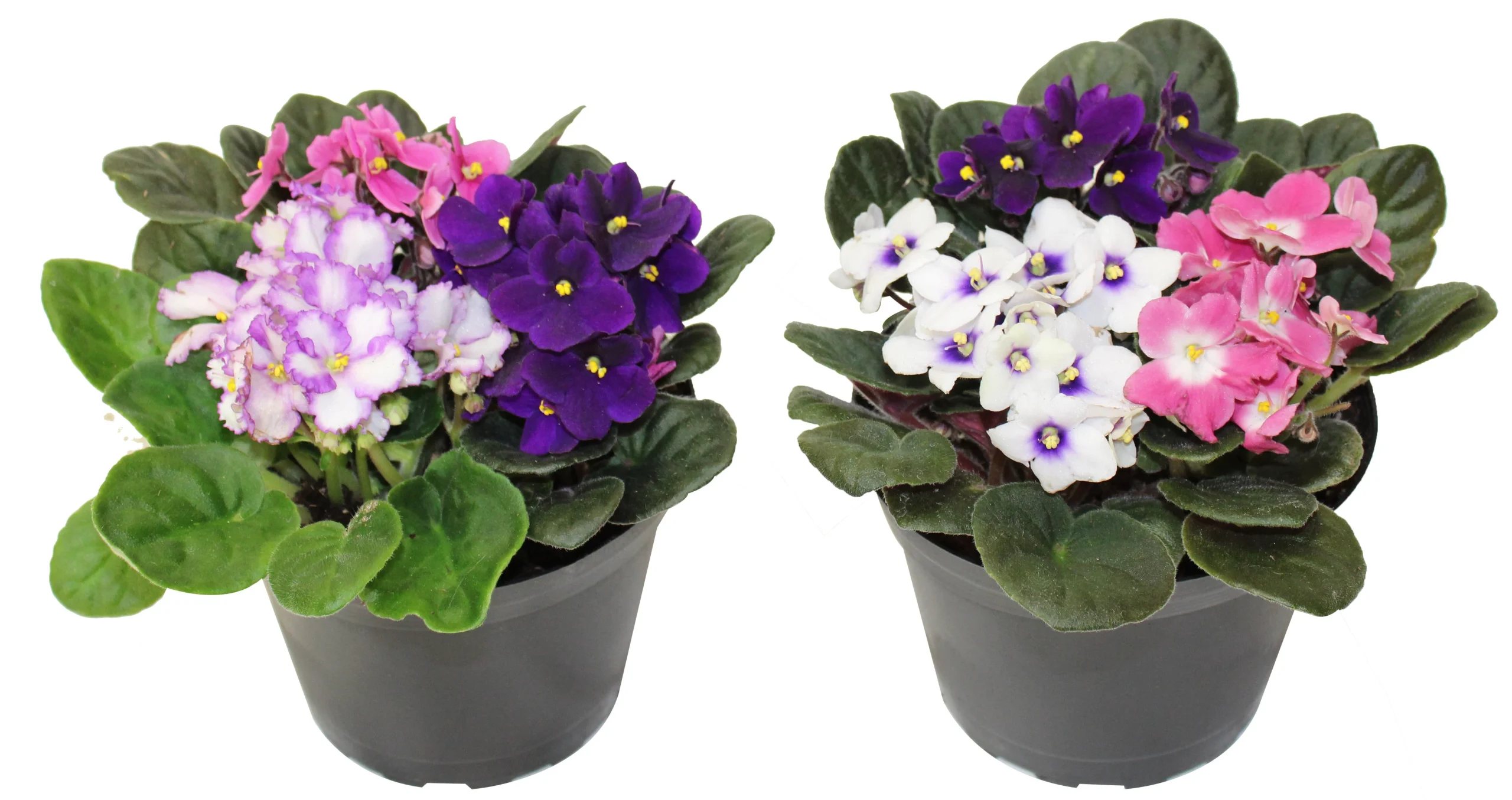 Violette africaine - Saint-paulia – Image 4