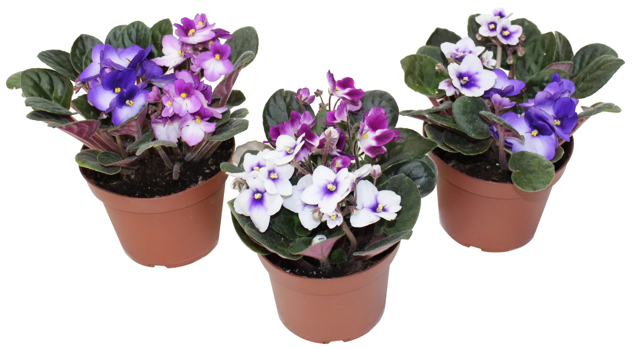 Violette africaine - Saint-paulia