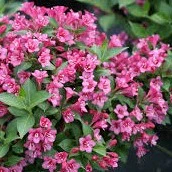 Weigela Snippet Dark Pink - Weigela florida 'Snippet Dark Pink' – Image 2