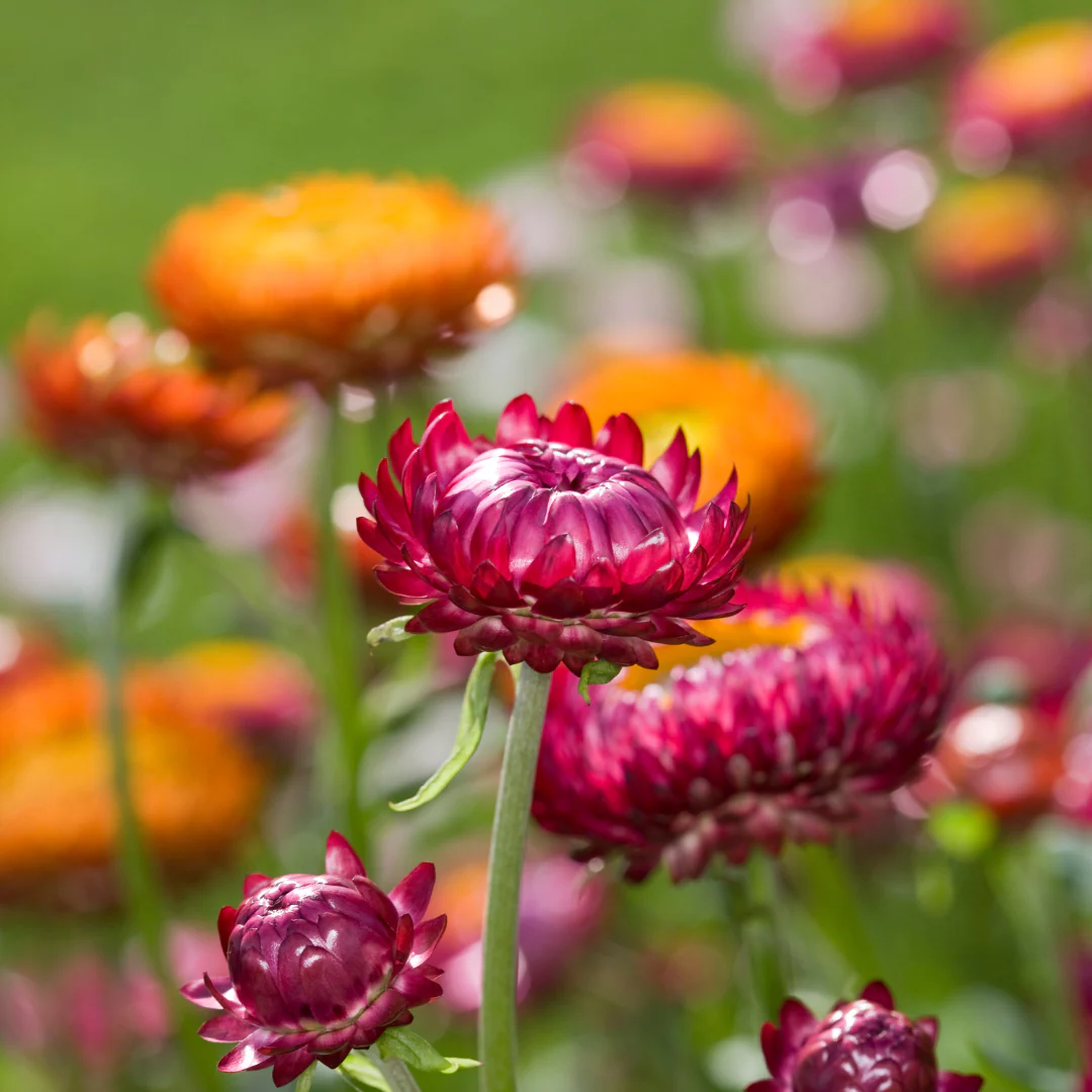 Immortelle - Helichrysum bracteantha