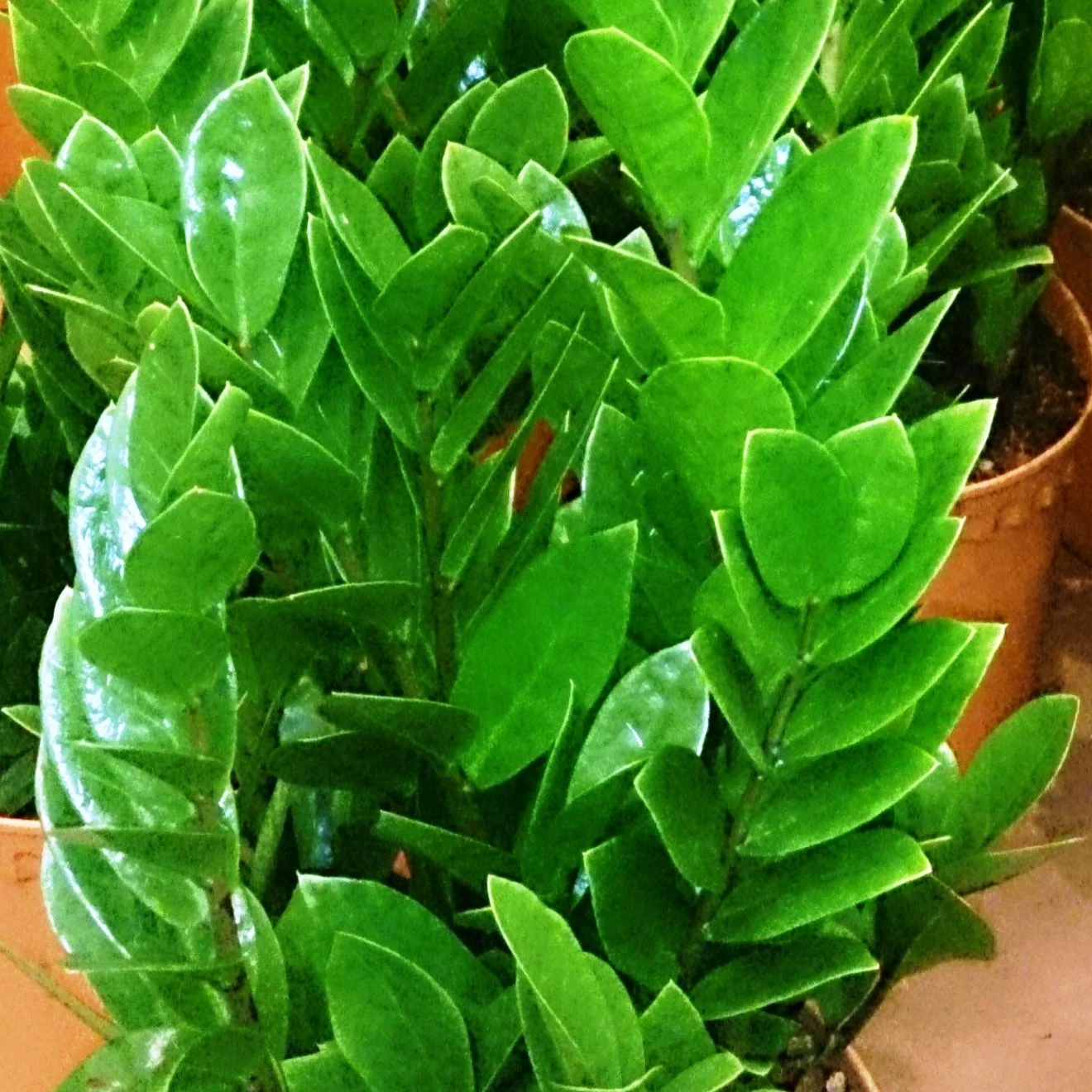 Plante ZZ - Zamioculcas zamiifolia