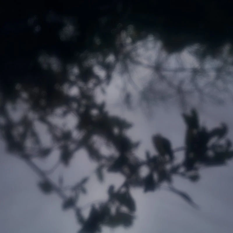 Eau de Parfum Anis Noir – Image 7