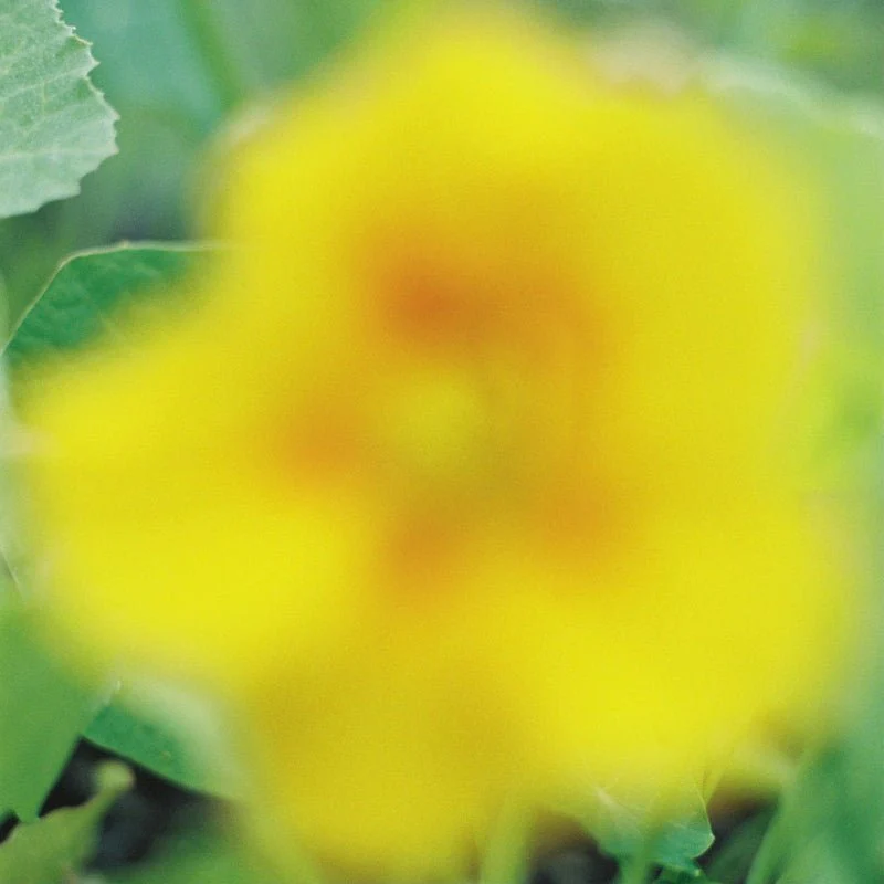 Eau de Parfum Néroli Doré – Image 4