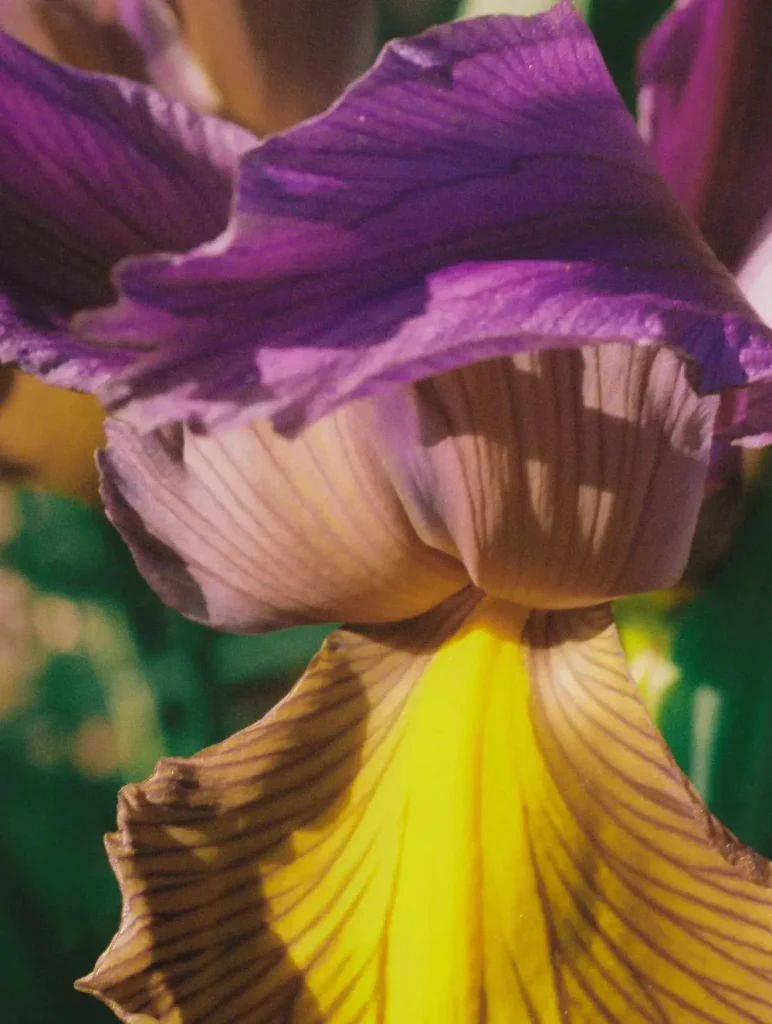 Eau de Parfum Iris Rose – Image 7