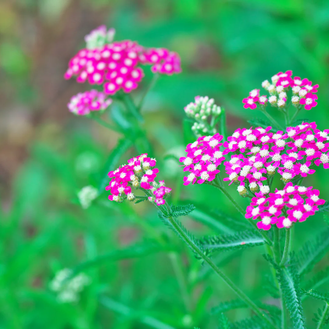 Herbe dinde New Vintage Violet - Achillea millefolium 'New Vintage Violet'