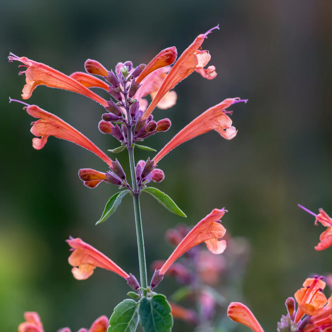 Agastache Arizona Sandstone - Agastache 'Arizona Sandstone'