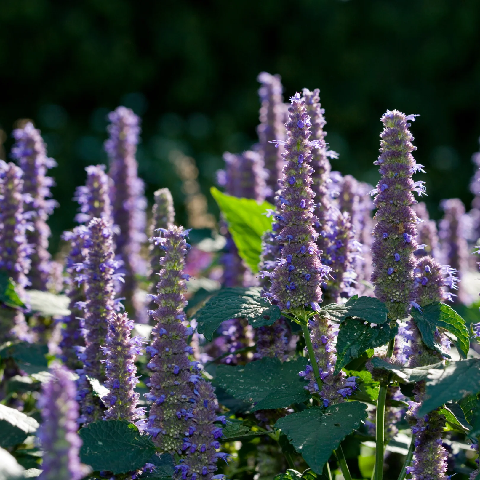 Agastache - Agastache foeniculum