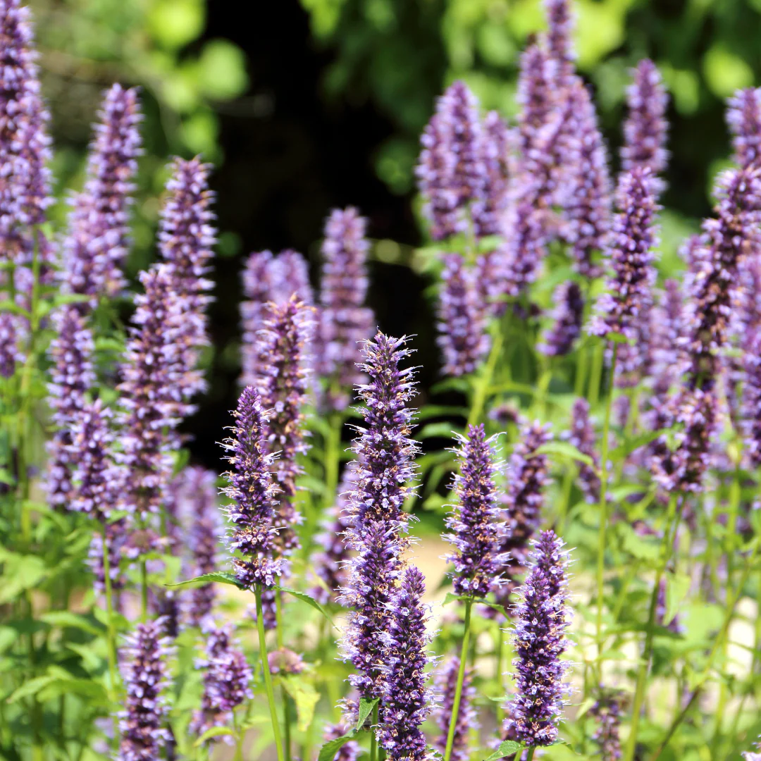 Agastache de Corée (plant BIO)