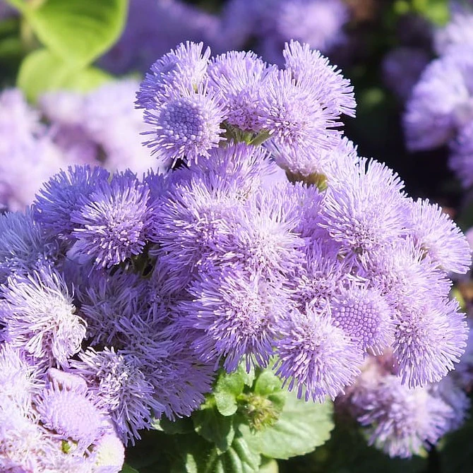 Agératum bleu - Ageratum houstonianum