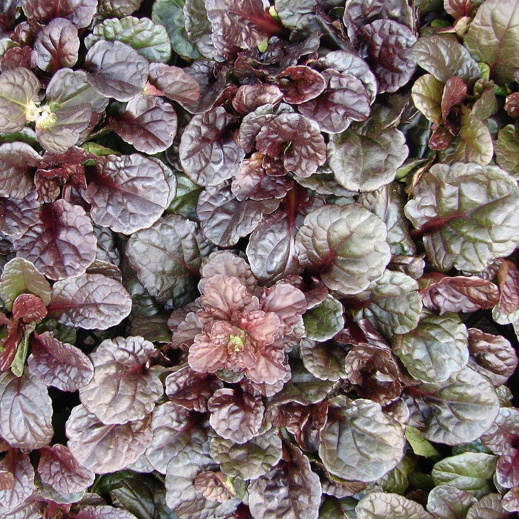 Bugle Mahogany - Ajuga reptans 'Mahogany'