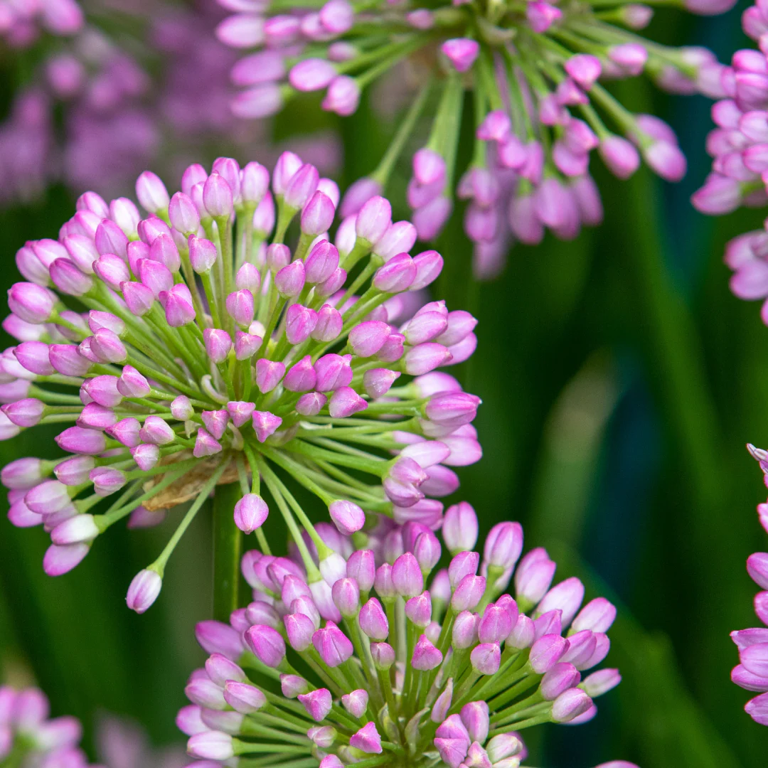 Ail décoratif - Allium millenium