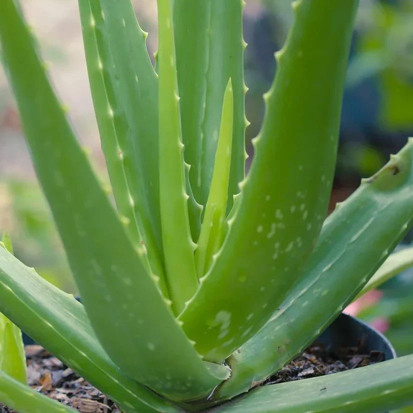Aloès vera - Aloes vera 'Barbadensis' – Image 2