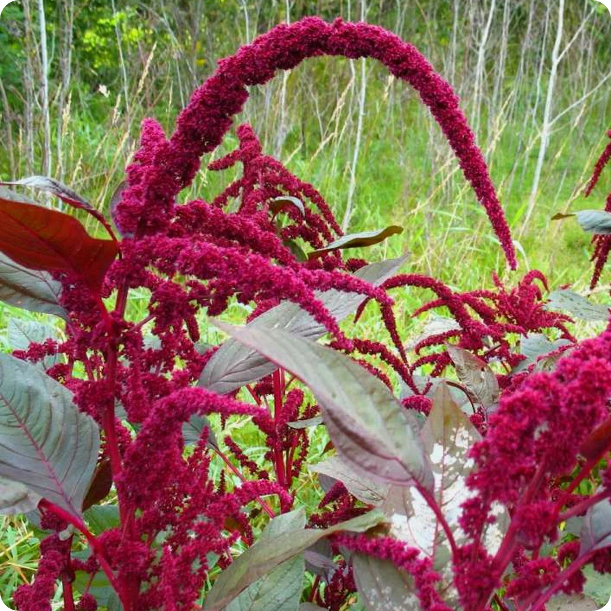 Amarante queue-de-renard - Amaranthus caudatus