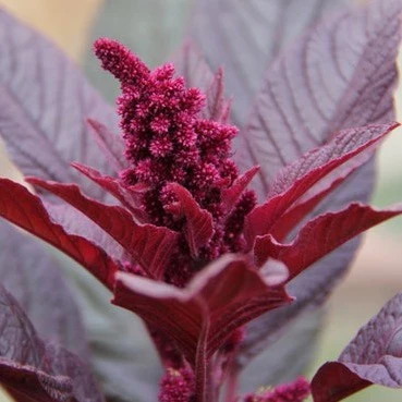 Amarante Hopi (plant BIO)