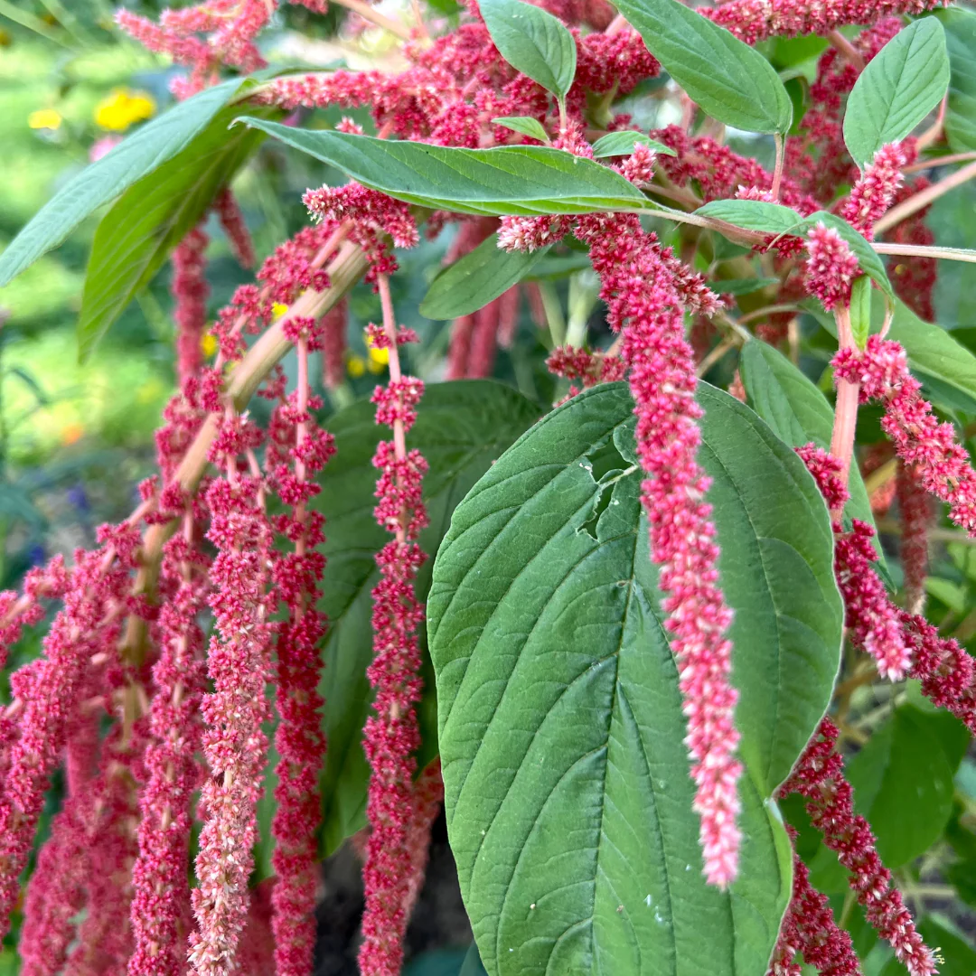 Amarante Coral Fountain (plant BIO)