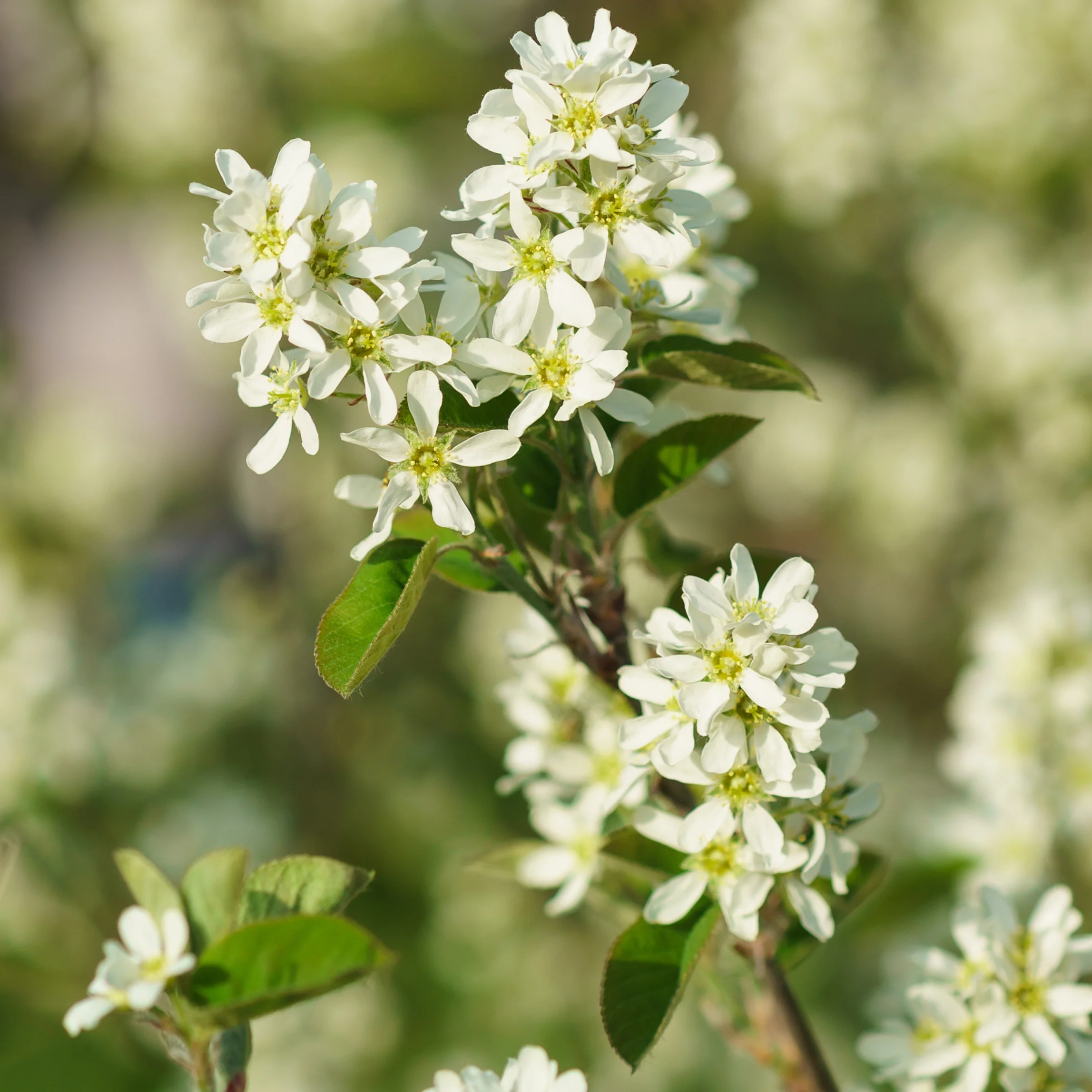 Amélanchier Spring Flurry - Amelanchier laevis 'Spring Flurry'