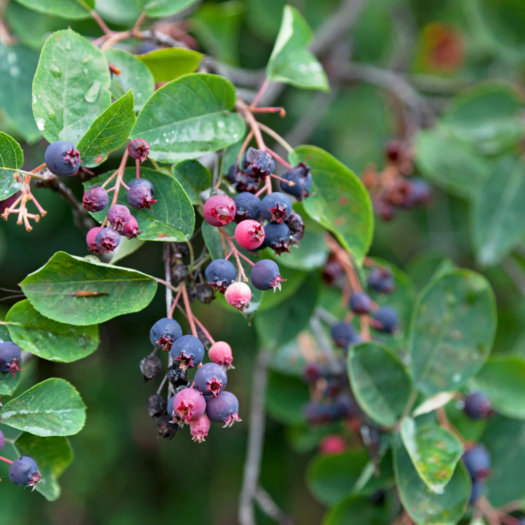 Amélanchier du Canada - Amelanchier canadensis – Image 2